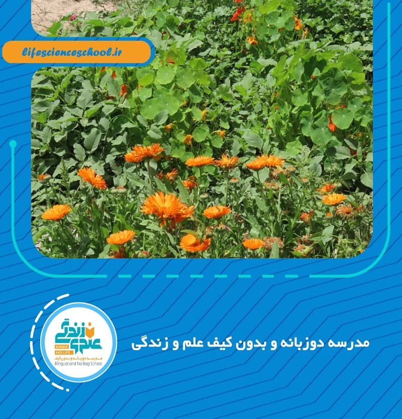 مدرسه دوزبانه و بدون کیف علم و زندگی